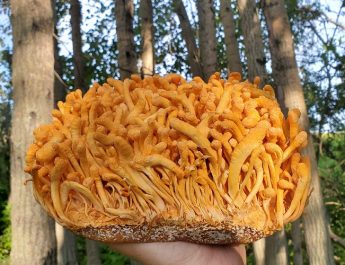 Health Benefits of Cordyceps Mushrooms